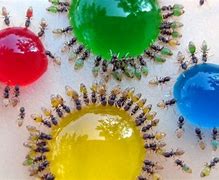 Image result for Translucent Ants