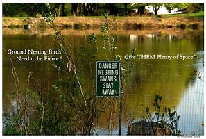 Image result for Swan Nesting Ashtrays