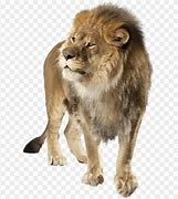 Image result for No Lion Sign