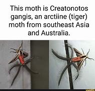 Image result for Creatonotos Gangis Moth