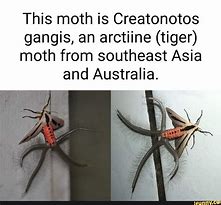 Image result for Creatonotos Gangis Moth