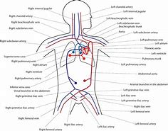 Image result for Circulatory System Labeled