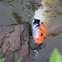 Image result for Wild Koi