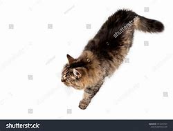 Image result for Cat Paws Walking