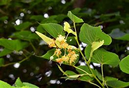 Image result for Acid Lime Tree