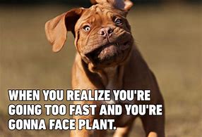 Image result for Dog Memes so Funny