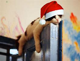 Image result for Animal Christmas Funny Cats