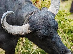 Image result for Bull Horns Wallpaper