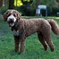 Image result for Brown and White Goldendoodle