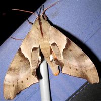 Image result for Australian Moth