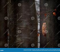 Image result for Owl Hide Among Leaves