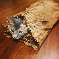 Image result for Cat Eating Burrito