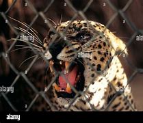 Image result for Panthera Pardus Nimr