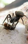 Image result for Black House Spider Bite