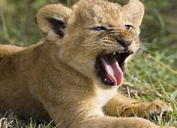 Image result for Lion Cub Roar