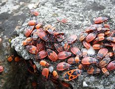 Image result for Red Insect Bug