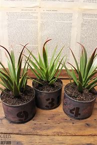 Image result for Tin Can Planters