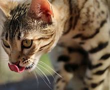 Image result for Bengal Animal