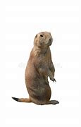 Image result for Prairie Dog PFP