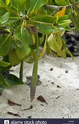 Image result for Mangrove Seed Dispersal