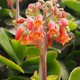 Image result for Cotyledon Obesa