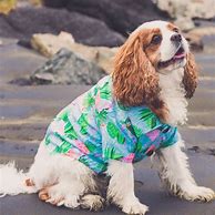 Image result for Animals Dress to Impress