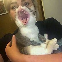 Image result for Cat Teeth Meme