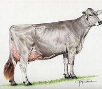 Image result for Brow Swiss Cow