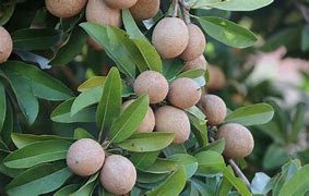 Image result for Petik Buah Sawo