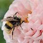 Image result for Bee Dies