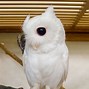 Image result for Amazing Albino Animals