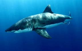 Image result for Great White Shark Backpack