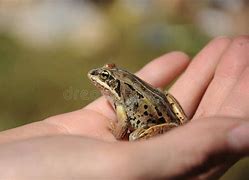 Image result for Flat Brown Frog