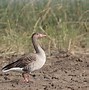 Image result for Greylag Goose Egg