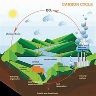 Image result for Carbon Cycle Diagram