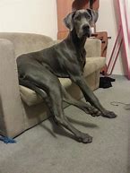 Image result for 5 Month Old Great Dane Puppy