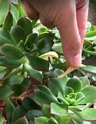 Image result for Succulent Leaf Rose