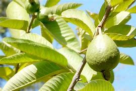 Image result for Guava Tree Leaves