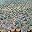 Image result for Adromischus Cactus