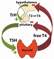 Image result for TSH Molecule