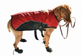 Image result for Large Dog Boots