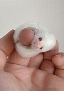 Image result for Albino Baby Sloth