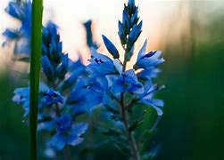 Image result for Natural Blue Flowers