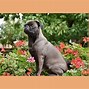 Image result for Tipos De Pug