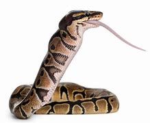 Image result for Python Eating Mouse