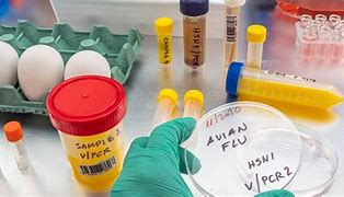 Image result for What Is the Bird Flu Virus