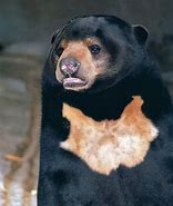 Image result for Animal Morph Bear