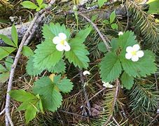 Image result for Wild Strawberry