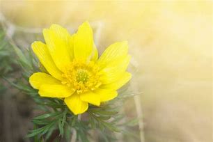 Image result for Adonis Plant