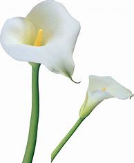 Image result for Calla Lily Flower Clip Art